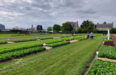 Plateforme laitues plein champ