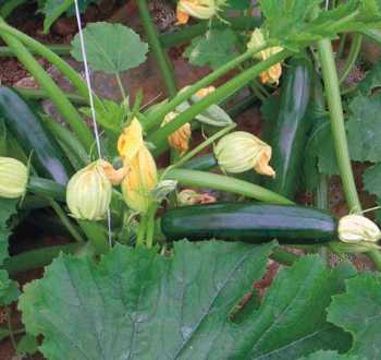 PPA Courgette