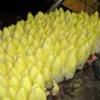 Endives