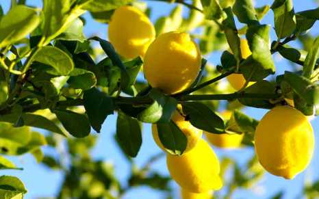 Riz fondant aux poireaux et aux champignons